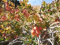 rrente Quarantore-20110911 120